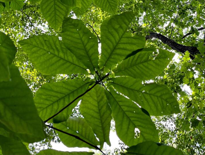 Mature mountain magnolia tree leaves.