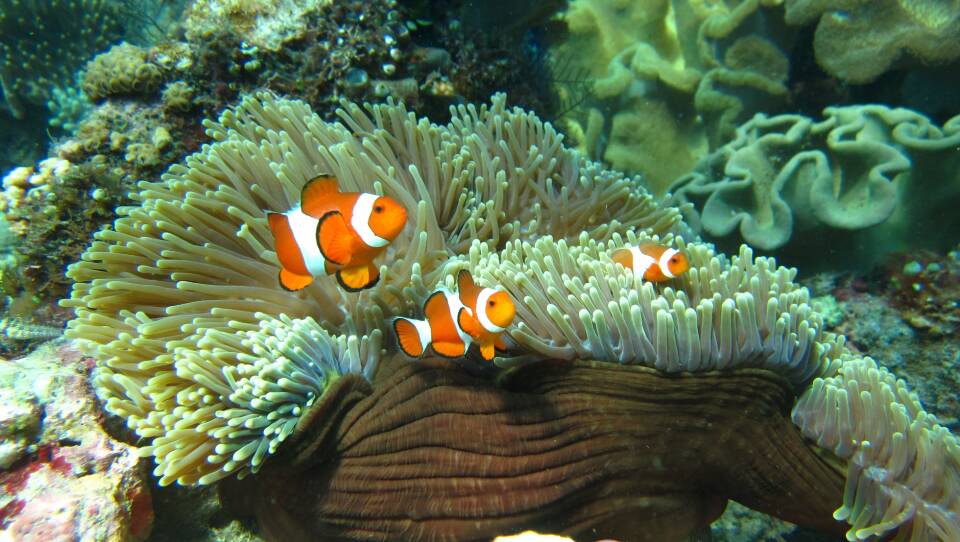 clownfish_custom-270e2ea68f55dd26b5d844e65fad7a599cdccb91.jpg