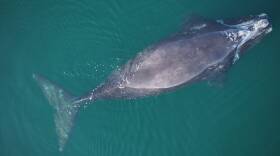 The right whale known as 5120 is seen in the Gulf of St. Lawrence in July, 2021.
