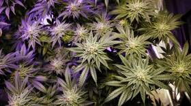 Recreational marijuana