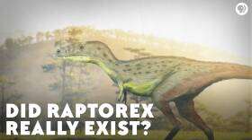Did Raptorex Really Exist?