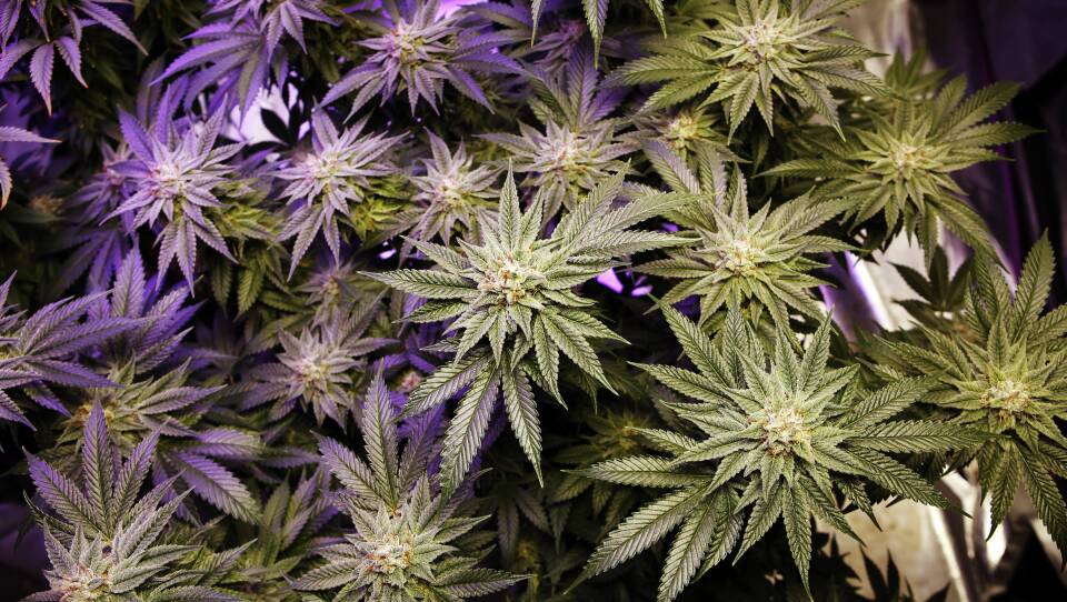 Recreational marijuana