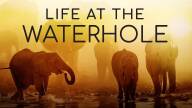Life at the Waterhole