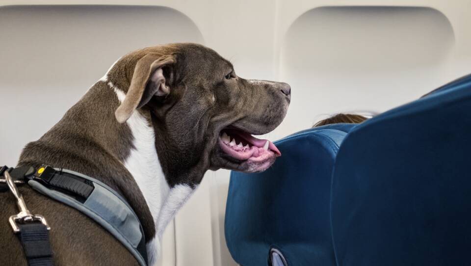 Dog Traveling on Airplane