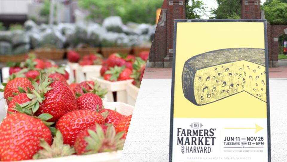 Strawberries at the farmers market at Harvard University, Cambridge, MA.