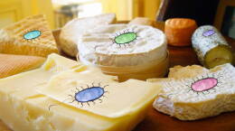 What Lives In Cheese?