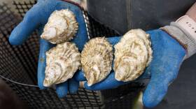 Oyster Boom