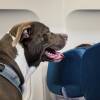 Dog Traveling on Airplane