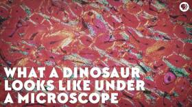 What a Dinosaur Looks Like Under a Microscope