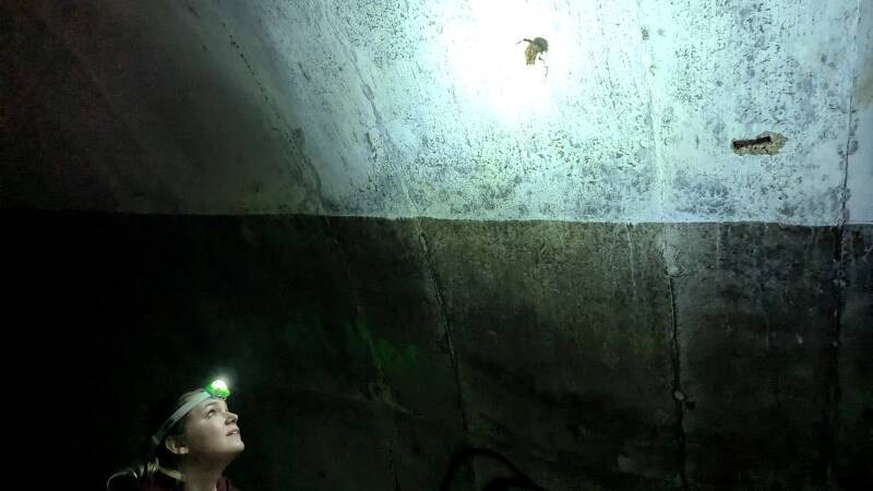 A woman with a headlamp looks at a single bat that hangs from the ceiling in a dark cave.