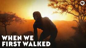 When We First Walked