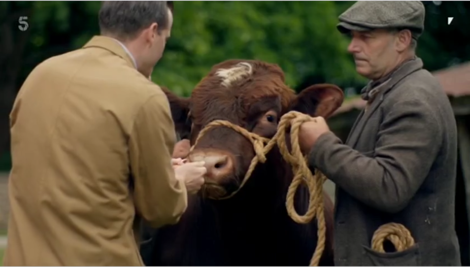 James fits a large bull with a nose ring as a handler restrains the animal