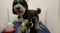 Opa, a bernedoodle mother, is seen with her puppies at Massachusetts Bernedoodles, in Ashby, Mass.
